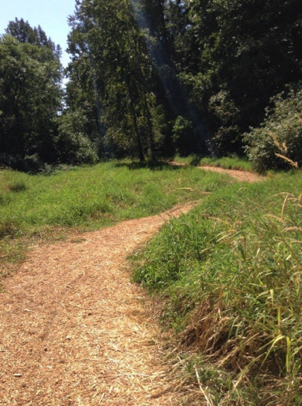 Natural surface trail leading to the Willamette River